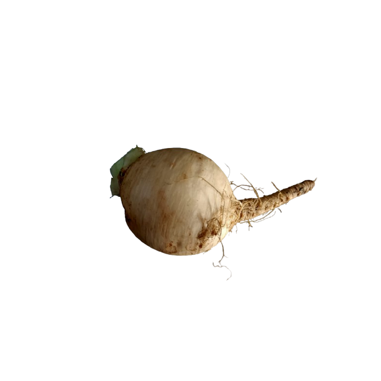 White Turnip organic